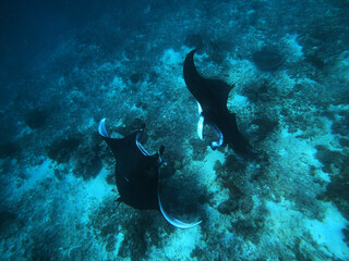 two oceanic manta rays circling each other and eating planktion - obrazy, fototapety, plakaty