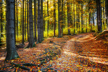Autumn Forest Path in Vibrant Colors