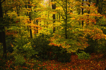 Autumn in Colorful Forest