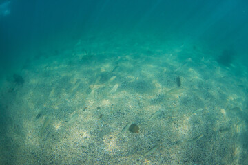 Fish swimming around the sandy ocean.