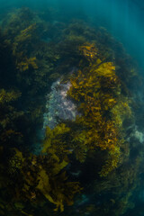 Kelp seaweed on the deep underwater.