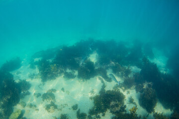 Fototapeta na wymiar Fish swimming on the ocean floor.