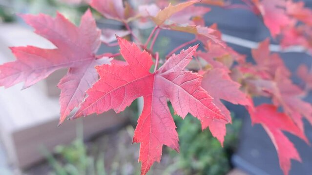 Closed up red maple leaves movie.
