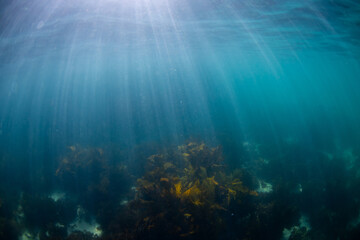 Kelp seaweed underwater with ray of light.