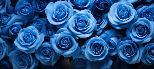 Many blue roses banner