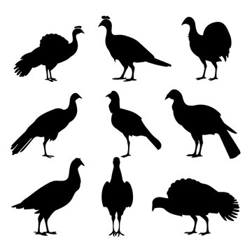 set of silhouettes of turkey