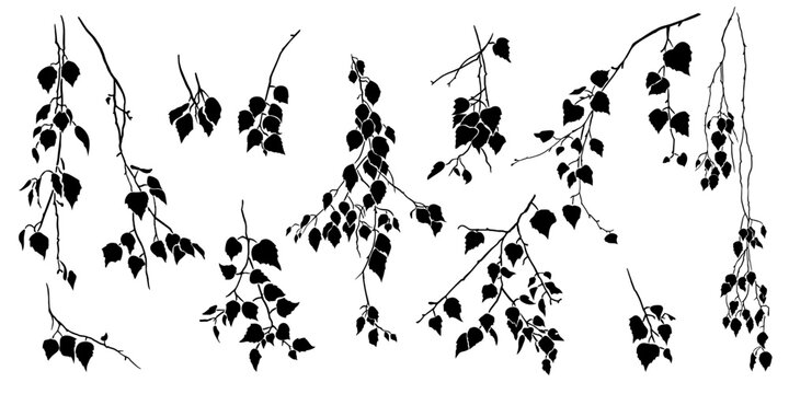 Birch tree branch with leaves. Collection of various isolated  silhouettes. Vector nature template.