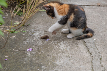 a kitten is playing with a dead mouse in the yard of the house