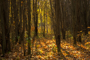 autumn forest with yellow leaves and sun rays, beautiful photo digital picture