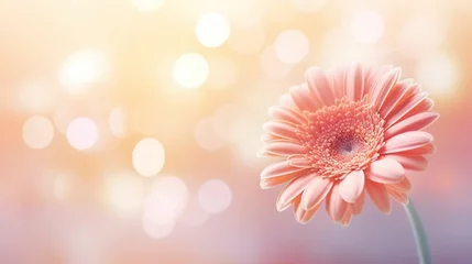 Zelfklevend Fotobehang Gerbera Flower bokeh blur copy space Background  © Abdul