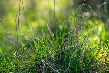 long native grasses on a regenerative agricultural farm. pasture in a grassland in the bush in australia in spring in australia at dusklong native grasses on a regenerative agricultural farm. pasture 