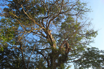 High trees with green leaves, view from below, clear blue sky background