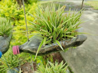 Reuse and Recycle DIY Design Plastic Water Bottle for Green Plants To reduce waste and environmental problems sustainably