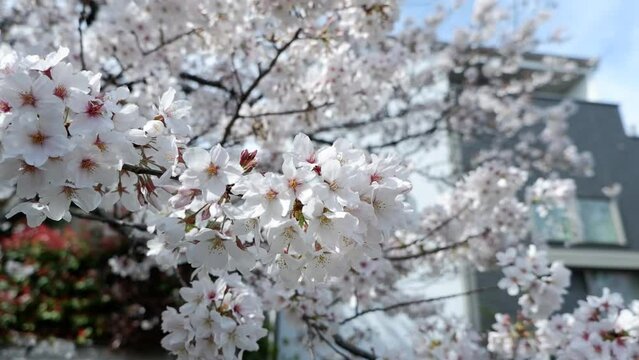 Beautiful Japanese Cherry blossom flower swaying in wind. Beautiful Cherry blossom view movie.