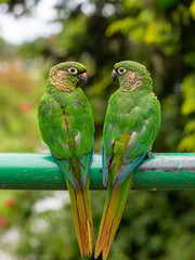 two beautiful bird in the tree