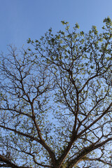 High trees, view from below, with clear blue sky background