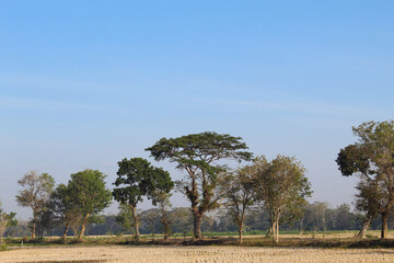 Obraz premium Countryside view, with dry rice fields and green trees, on summer season
