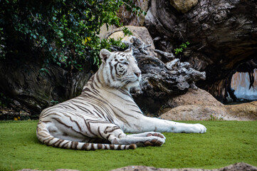 White tiger having rest in the shadow of trees and rocks