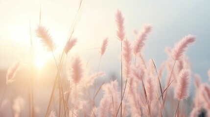 Gently swaying grass flowers in misty morning sky