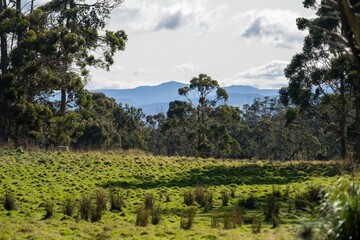 pasture and grasses on a regenerative farm. native plants storing carbon