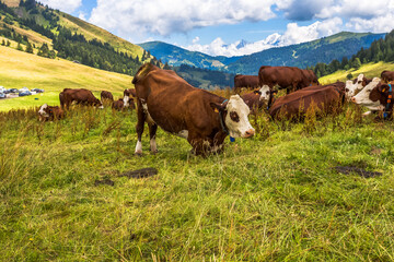 Troupeau de vaches laitières de race abondance au col des Aravis, Savoie, France 