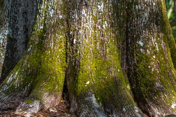 Base du tronc du chêne Charles Louis Philippe, arbre remarquable de la forêt du Tronçais, Allier, France 