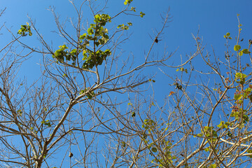 High trees with green leaves, view from below, clear blue sky background