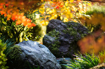 京都 秋の三室戸寺を彩る鮮やかな紅葉と巨大な岩