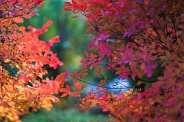 京都 秋の三室戸寺の庭園を彩るカラフルな紅葉