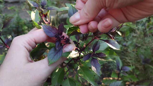 female hands picking leaves of purple basil, oregano close-up, sunlight