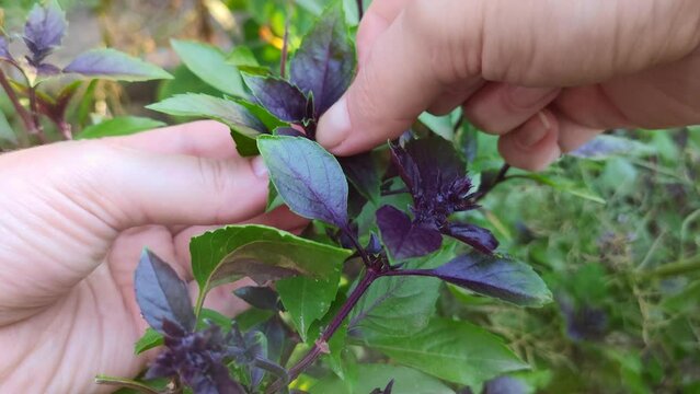 woman picking leaves of purple basil, oregano close-up, sunlight