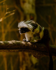 Canopy Explorer: A playful monkey perches on a tree branch, its curious eyes surveying the lush surrounding jungle, a daring adventurer in the heart of the canopy.