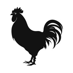 Black Color rooster isolated on a white background