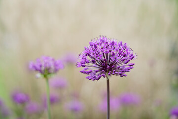 purple thistle flower in spring