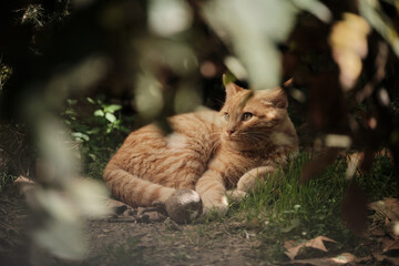 Sunny Whiskers: Bathed in the soft, golden sunlight filtering through the leaves, an orange cat...