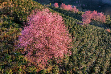 Langbiang mountain, Da Lat, Vietnam. Pink Cherry blossoms on the tree under blue sky, Beautiful Sakura flowers during spring season in the park, Flora pattern texture, Nature floral background.