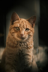 Obraz premium Nature's Canvas: Amidst the dappling sunlight, a vibrant orange cat explores the garden, its fur aglow with the hues of the setting sun, a living masterpiece in the midst of nature's beauty.