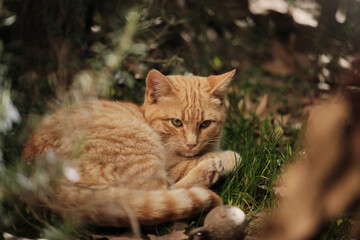 Sunlit Feline: An orange cat basks in the warm sunlight filtering through the leaves, casting a golden glow on its fur as it enjoys the serenity of the garden.