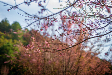 Langbiang mountain, Da Lat, Vietnam. Pink Cherry blossoms on the tree under blue sky, Beautiful Sakura flowers during spring season in the park, Flora pattern texture, Nature floral background.