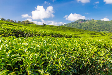 Fototapeta na wymiar Landscape view of tea plantation at Doi Mae Salong Chiang Rai, Thailand is Top tourist destinations and Landmark of Chiang Rai
