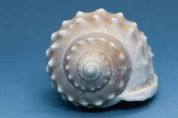 Sea shell isolated on a blue background, from Adriatic sea
