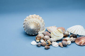 Different sea shells isolated on a blue background, from Adriatic sea