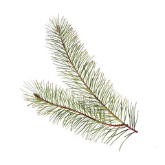 Green pine branch isolated on the transparent background. Watercolor illustration for winter designs
