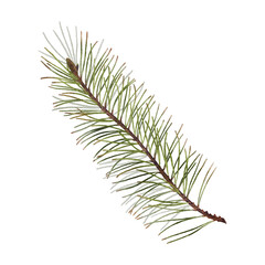 Green pine branch isolated on the transparent background. Watercolor illustration for winter designs
