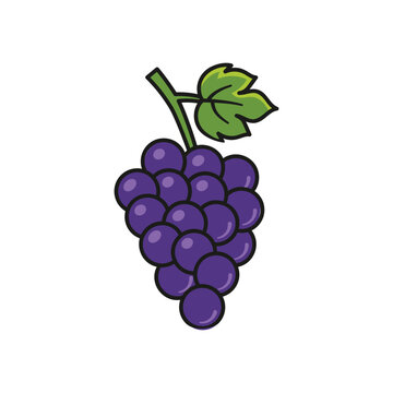 Grape icon vector illustration. Bunch on isolated background. Vine sign concept.