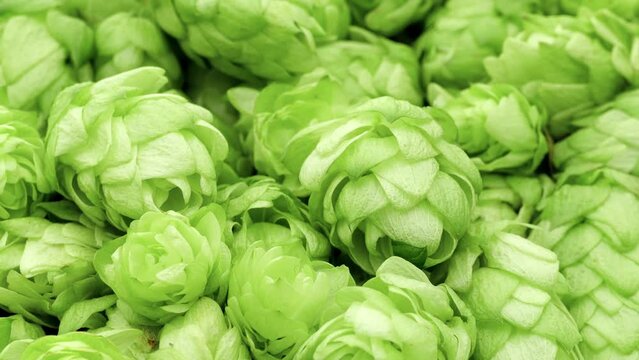 Fresh green hops. Close up.