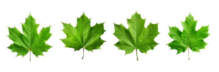 Set of green maple leaves isolated on a transparent or white background