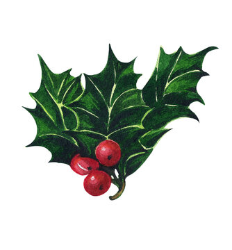 Watercolor botanical illustration of holly with red berries. Christmas, winter hand drawn illustration. Ideal for decoration and design of greeting cards, New Year.