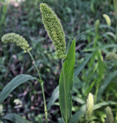 Gree millet in millet field.