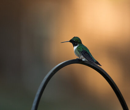 A male ruby throated hummingbird rests on a cool summer morning.